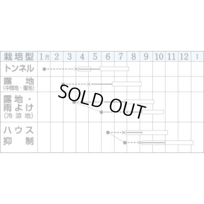 画像3: [トマト/桃太郎系]　桃太郎　1000粒　	2L　ペレット種子　タキイ種苗