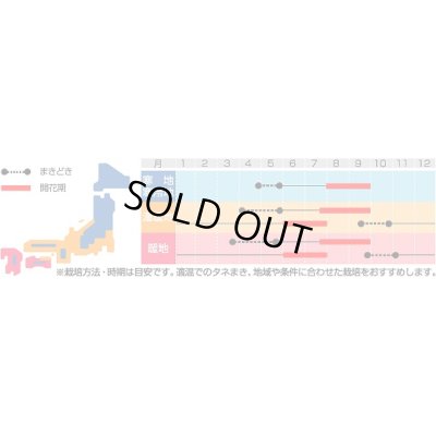 画像2: 送料無料　花の種　アスター　松本混合　ボリュームパック　約558粒　(株)サカタのタネ　実咲500（026378）