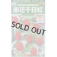 送料無料　花の種　赤花千日紅　ストロベリーフィールド　約20粒　(株)サカタのタネ　実咲250（026256）