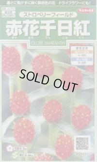 送料無料　花の種　赤花千日紅　ストロベリーフィールド　約20粒　(株)サカタのタネ　実咲250（026256）