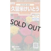 送料無料　花の種　けいとう　久留米けいとう　切り花用混合　約145粒　(株)サカタのタネ　実咲200（026324）