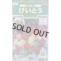 送料無料　花の種　けいとう　きもの混合　約143粒　(株)サカタのタネ　実咲250（026234）