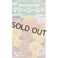 送料無料　花の種　マリーゴールド　サファリミックス　約29粒　(株)サカタのタネ　実咲250（026294）