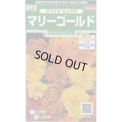 画像1: 送料無料　花の種　マリーゴールド　サファリミックス　約29粒　(株)サカタのタネ　実咲250（026294）