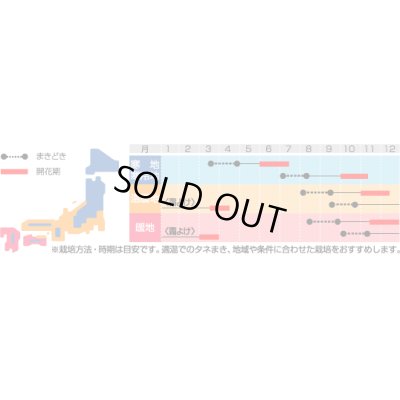 画像2: 送料無料　花の種　ストック　切り花用　早生系混合　約40粒　(株)サカタのタネ　実咲250（026252）