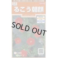 送料無料　花の種　るこう朝顔　約22粒　(株)サカタのタネ　実咲200（026371）