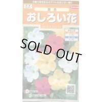 送料無料　花の種　おしろい花　約15粒　(株)サカタのタネ　実咲200（026310）