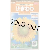 送料無料　花の種　ひまわり　巨大輪咲　ロシア　約20粒　(株)サカタのタネ　実咲200（026349）