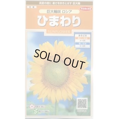 画像1: 送料無料　花の種　ひまわり　巨大輪咲　ロシア　約20粒　(株)サカタのタネ　実咲200（026349）