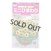 送料無料　花の種　ミニひまわり　小夏　約20粒　(株)サカタのタネ　実咲350（026151）