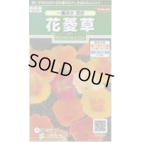 送料無料　花の種　花菱草　一重咲き混合　約134粒　　(株)サカタのタネ　実咲250（026266）