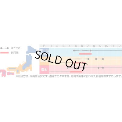 画像2: 送料無料　花の種　ルピナス　ラッセルミナレットミックス　約20粒　　(株)サカタのタネ　実咲250（026299）