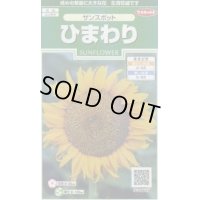 送料無料　花の種　ひまわり　サンスポット　約13粒　(株)サカタのタネ　実咲250（026275）