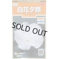 送料無料　花の種　白花夕顔　約9粒　(株)サカタのタネ　実咲200（026367）