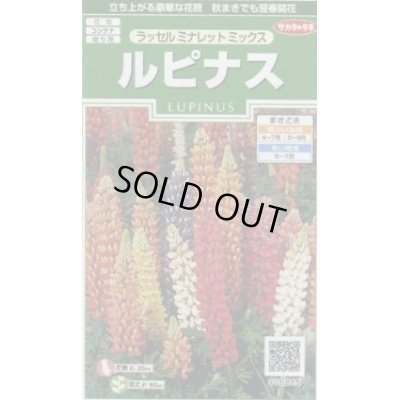 画像1: 送料無料　花の種　ルピナス　ラッセルミナレットミックス　約20粒　　(株)サカタのタネ　実咲250（026299）