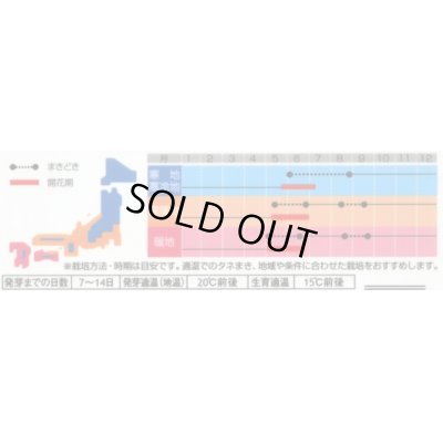 画像3: 送料無料　花の種　カンパニュラ　メイミックス　約62粒　　(株)サカタのタネ　実咲350（026097）