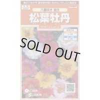 送料無料　花の種　松葉牡丹　八重咲き混合　約215粒　(株)サカタのタネ　実咲200（026358）