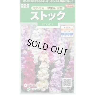 画像1: 送料無料　花の種　ストック　切り花用　早生系混合　約40粒　(株)サカタのタネ　実咲250（026252）