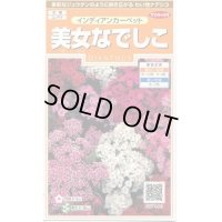 送料無料　花の種　美女なでしこ　インディアンカーペット　約175粒　　(株)サカタのタネ　実咲200（026341）