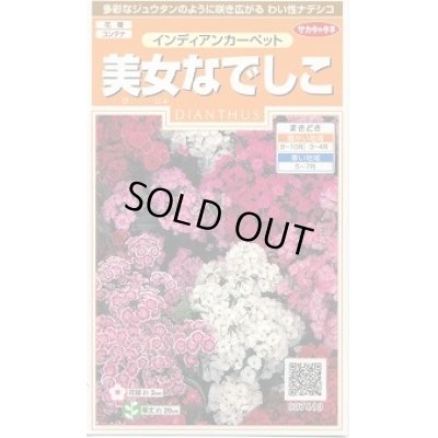 画像1: 送料無料　花の種　美女なでしこ　インディアンカーペット　約175粒　　(株)サカタのタネ　実咲200（026341）