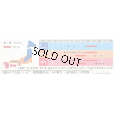 画像2: 送料無料　花の種　マイクロアスター　ステラミックス　約75粒　(株)サカタのタネ　　実咲350（026085）