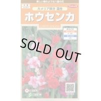 送料無料　花の種　ホウセンカ　カメリア咲き混合　約63粒　(株)サカタのタネ　実咲200（026356）