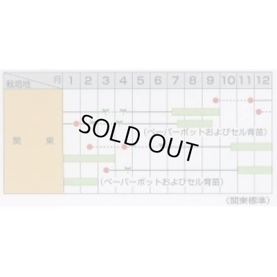 画像2: 送料無料　[ねぎ]　夏扇4号　約400粒　(株)サカタのタネ　実咲450（003044）