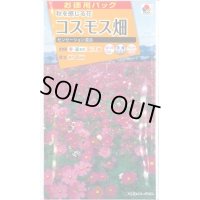 送料無料　花の種　お徳用パック！コスモス畑　センセーション混合　タキイ種苗(株)