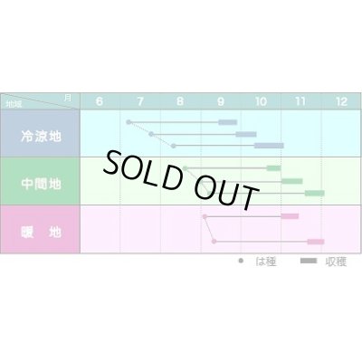 画像2: 送料無料　大根種　福誉　ペレット5千粒　ヴィルモランみかど