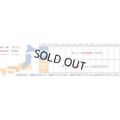 画像3: [大根]　夏のきざし　ペレット種子 　 5000粒　サカタ交配