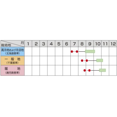 画像2: 送料無料　[大根]　夏の守　800粒　(株)サカタのタネ