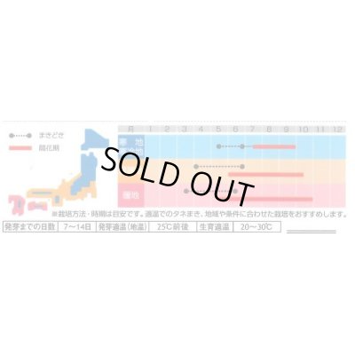 画像3: 送料無料　花の種　インパチェンス　スーパーエルフィンミックス　約500粒　(株)サカタのタネ（026094）