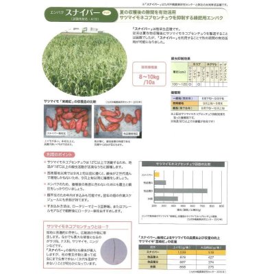 画像4: [緑肥]　エンバク　スナイパー　1kg   雪印種苗（株）