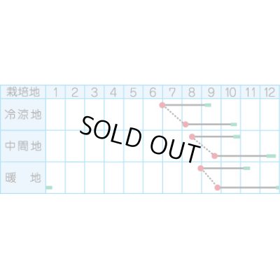 画像2: [大根]　夏仕立大根　4ml　(株)タカヤマシード