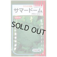 送料無料　[ブロッコリー]　サマードーム　2000粒　(株)サカタのタネ