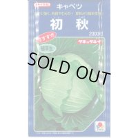 送料無料　[キャベツ]　初秋　2000粒　タキイ種苗(株)