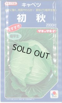 送料無料　[キャベツ]　初秋　2000粒　タキイ種苗(株)