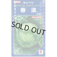 送料無料　[キャベツ]　春波　2000粒(コートしてません)　タキイ種苗(株)