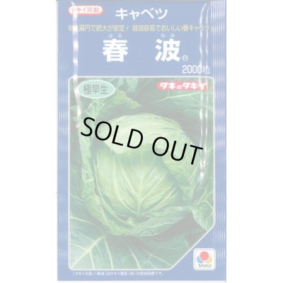 画像1: 送料無料　[キャベツ]　春波　2000粒(コートしてません)　タキイ種苗(株)