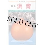 送料無料　[たまねぎ]　浜育　小袋　3ml　カネコ種苗
