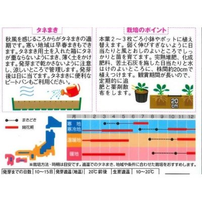 画像2: 送料無料　花の種　パンジー　パシオ　クリアホワイト　約34粒　(株)サカタのタネ　実咲350（026138）