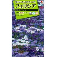 送料無料　花の種　フェリシア　スプリングメルヘン　0.4ml　タキイ種苗(株)