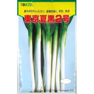 画像1: 送料無料　[ねぎ]　東京夏黒2号　20ml　トキタ種苗(株)