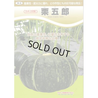 画像3: 送料無料　[かぼちゃ]　栗五郎　1000粒　カネコ交配