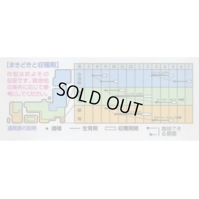 画像2: [シーダー種子]　かぶ　福小町　1粒×15cm間隔