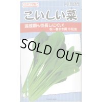 送料無料　[小松菜]　こいしい菜　20ml　カネコ交配