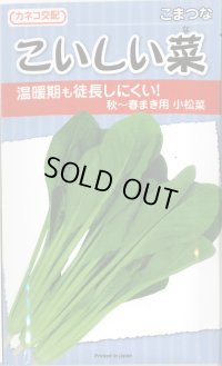 送料無料　[小松菜]　こいしい菜　20ml　カネコ交配