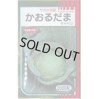 送料無料　[キャベツ]　かおるだま　2000粒　（株）サカタのタネ