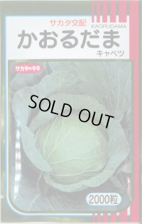 送料無料　[キャベツ]　かおるだま　2000粒　（株）サカタのタネ