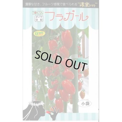 画像1: 送料無料　[トマト/ミニトマト]　フラガール　8粒　トキタ種苗(株)